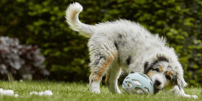 Alles over je puppy Alles over je puppy